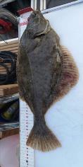 3 lb 4 oz Flounder by Unknown