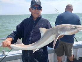 14 lb Smooth-hound (Common) by Curtis