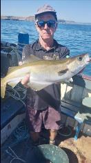 7 lb 1 oz Pollock by Unknown