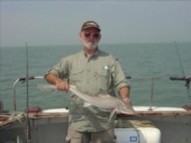 10 lb Starry Smooth-hound by "UNCLE ALBERT" (Dave Pucel)