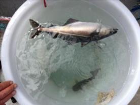 14 oz Coalfish (Coley/Saithe) by Perfect live bait size