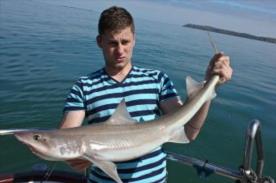 12 lb Starry Smooth-hound by Stephen