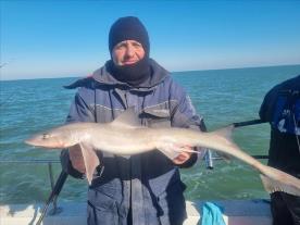 5 lb Smooth-hound by Mr g