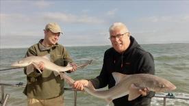 2 oz Starry Smooth-hound by Unknown