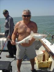 10 lb 8 oz Starry Smooth-hound by DAVE HAWKSWOOD