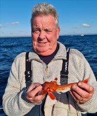 1 lb Red Gurnard by George G