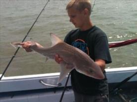 11 lb Starry Smooth-hound by jake