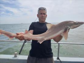 11 lb Smooth-hound (Common) by Curtis