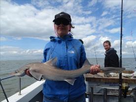 2 oz Smooth-hound by Unknown