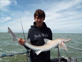 2 oz Smooth-hound by Unknown