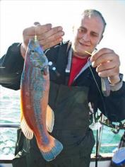 1 lb Cuckoo Wrasse by Manc Man