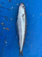 3 oz Blue Whiting by Kevin