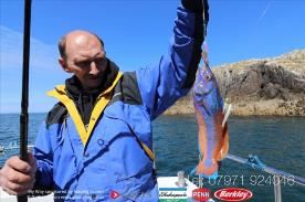 1 lb Cuckoo Wrasse by Les