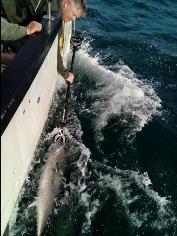 2 oz Bluefin Tuna by Unknown
