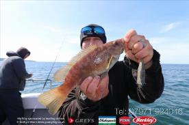 2 lb Ballan Wrasse by Jon