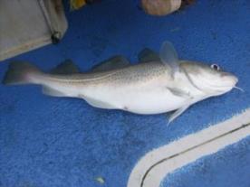 2 oz Cod by Unknown
