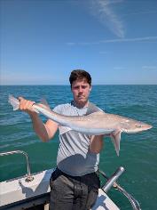 10 lb Smooth-hound by Unknown