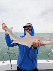 10 lb Starry Smooth-hound by Msrk