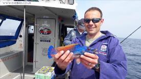 8 oz Cuckoo Wrasse by Jamie H