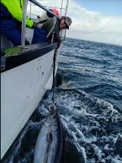 2 oz Bluefin Tuna by Unknown