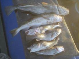 8 lb 8 oz Cod by Nick